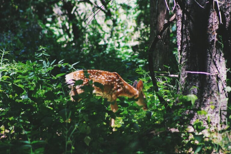 Thumper and Bambi: A Timeless Friendship